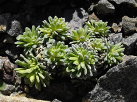 Saxifraga aretioides